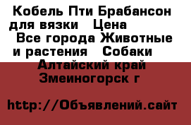 Кобель Пти Брабансон для вязки › Цена ­ 30 000 - Все города Животные и растения » Собаки   . Алтайский край,Змеиногорск г.